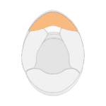 Schuberth Chin Pad
